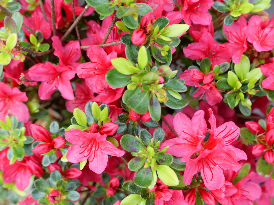 AZALEA japonaise Hino Crimson