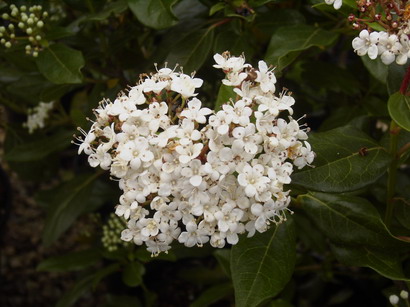 VIBURNUM tinus Lucidum