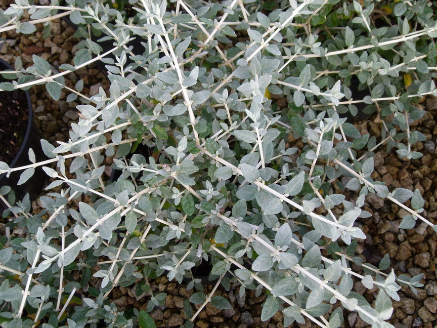 TEUCRIUM fruticans