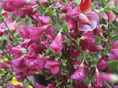 CYTISUS scoparius Boskoop Ruby
