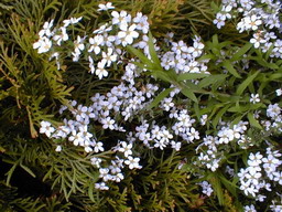 SPIRAEA thunbergii