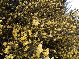 CYTISUS x.praecox Allgold