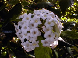 VIBURNUM X.burkwoodii