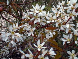 AMELANCHIER canadensis