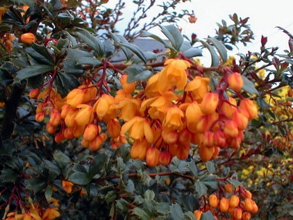 BERBERIS darwinii