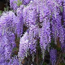 WISTERIA sinensis Prolific
