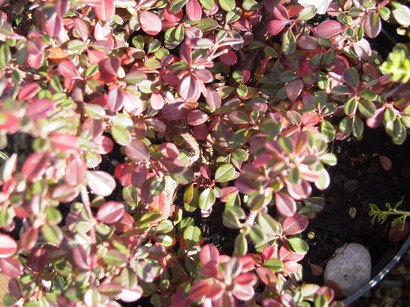 COTONEASTER microphyllus cochleatus