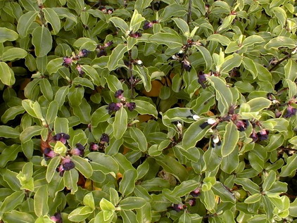 PITTOSPORUM tenuifolium