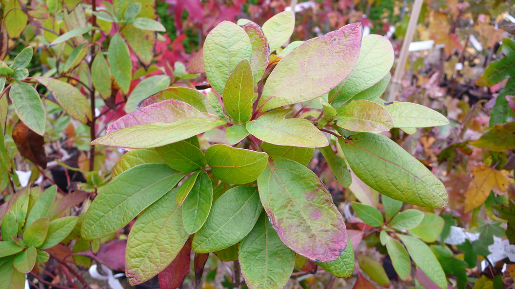 SASSAFRAS albidum