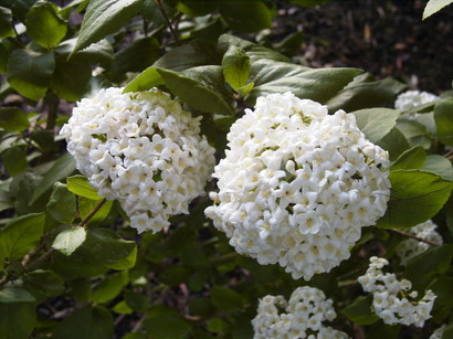 VIBURNUM x.carlcephalum