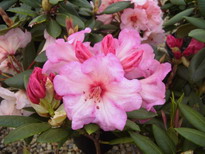 RHODODENDRON hybride Virginia Richards