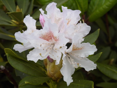 RHODODENDRON hybride Cunningham's White