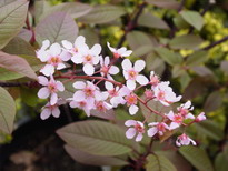 PRUNUS padus Colorata
