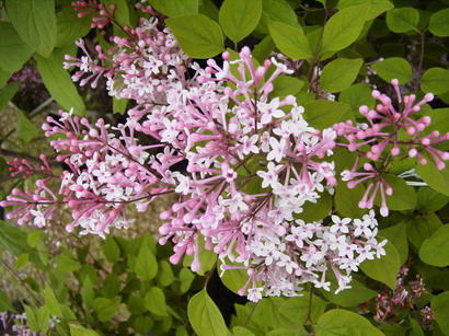 SYRINGA microphylla Superba
