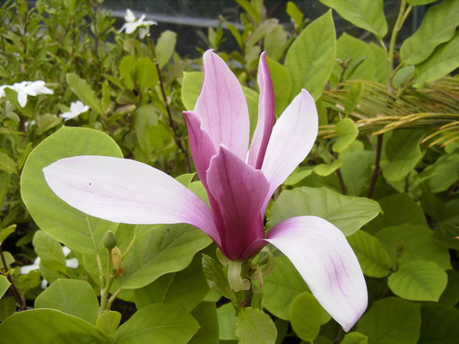 MAGNOLIA liliiflora Nigra