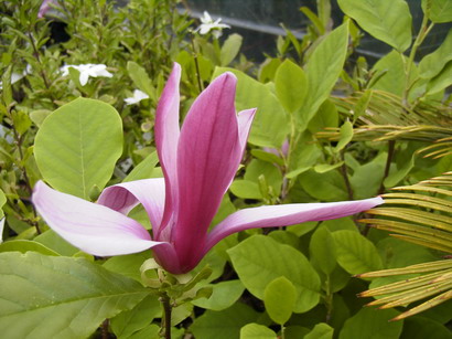 MAGNOLIA liliiflora Nigra
