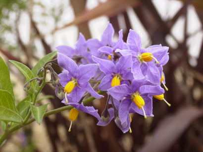 SOLANUM crispum Glasnevin