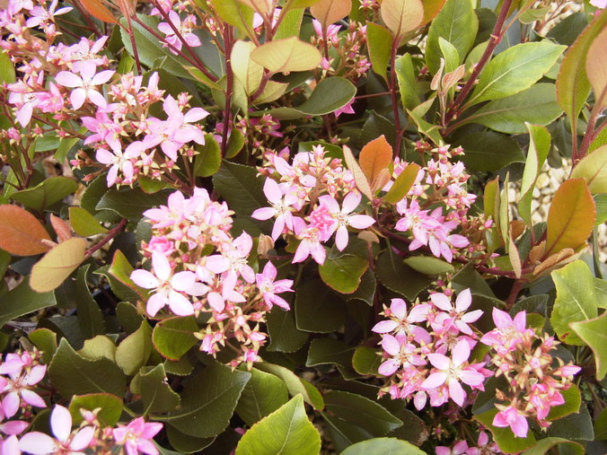 RHAPHIOLEPIS X.delacourii Kerdalo