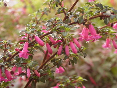 FUCHSIA microphylla