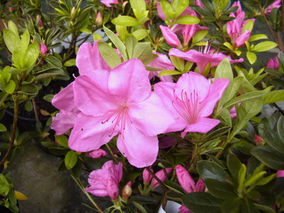 AZALEA japonaise Green Way