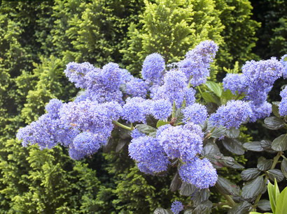 CEANOTHUS prostatus