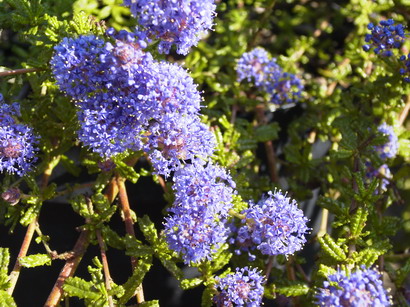 CEANOTHUS hartsiorum