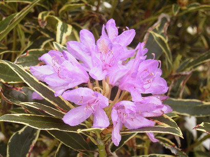 RHODODENDRON ponticum Variegatum