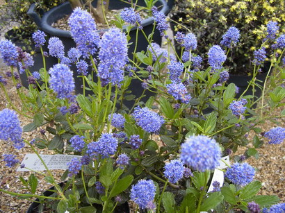 CEANOTHUS Hybrid Logan