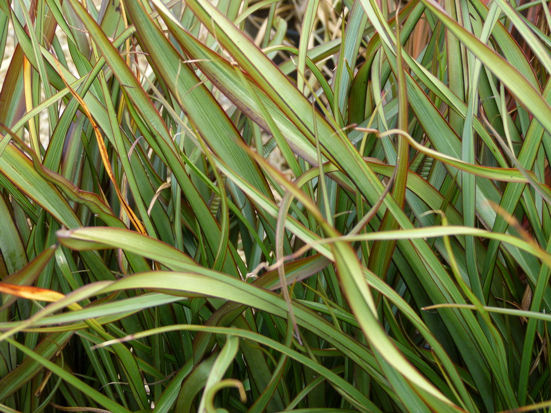 PHORMIUM tenax Tom Thumb
