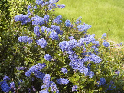 CEANOTHUS Italian Skies