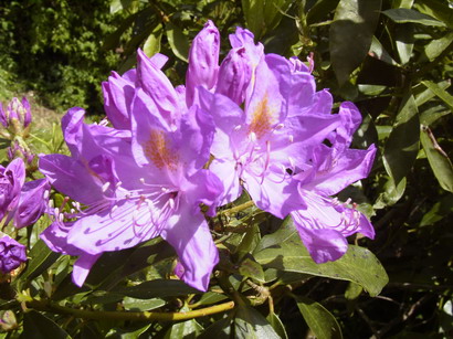 RHODODENDRON ponticum