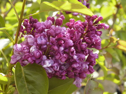 SYRINGA vulgaris Prince Wolkonsky