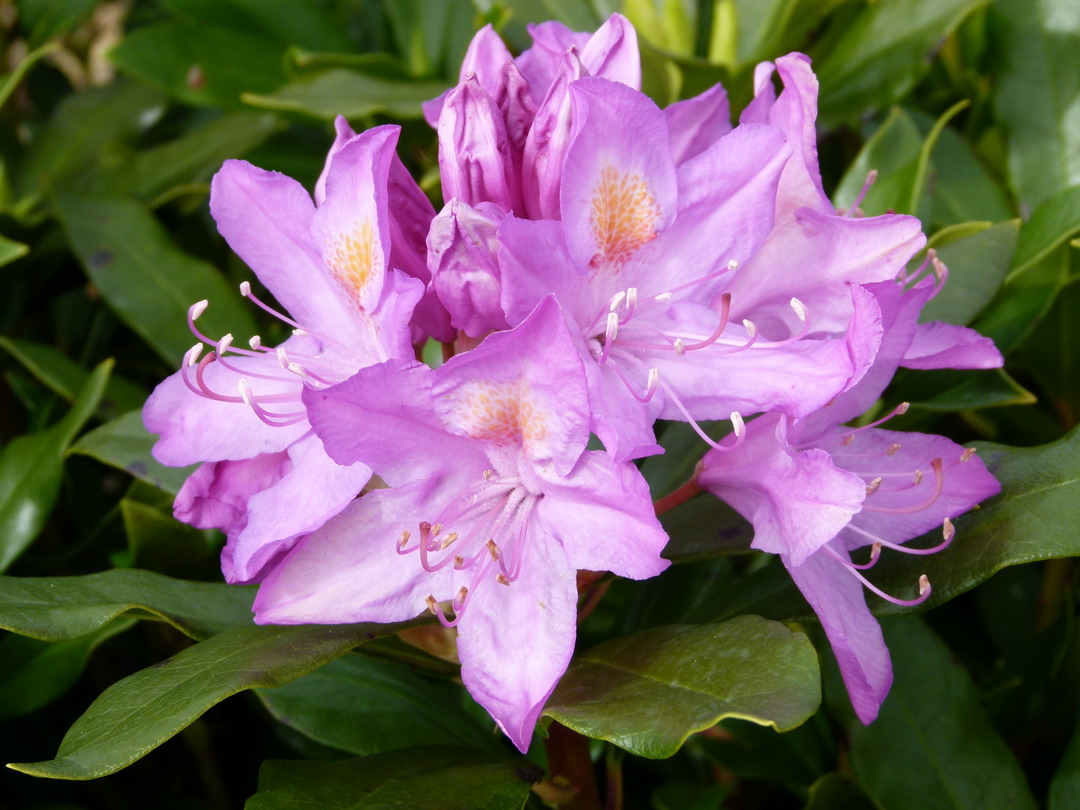 RHODODENDRON ponticum : floraison d'avril à mai. Nº1235