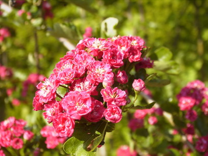 CRATAEGUS oxyacantha Paul Scarlet