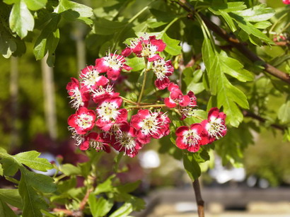 G48 - Crataegus oxyacantha - aubépine