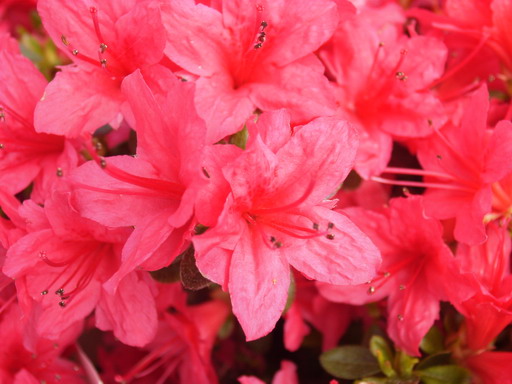 AZALEA japonaise Christmas Cheer
