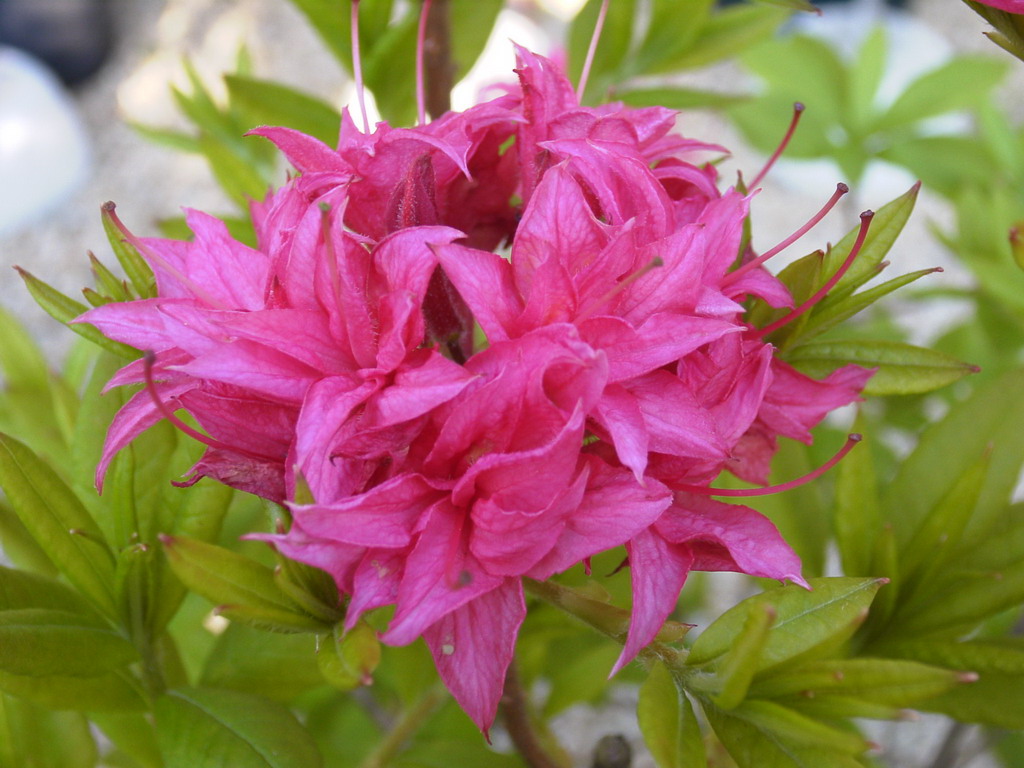 AZALEA caduque Homebush : floraison de mai. Nº1246