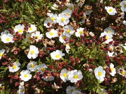 CISTUS x.florentinus : floraison de mai à juin. Nº1253