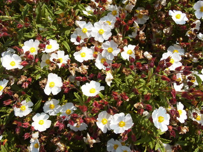 CISTUS x.florentinus