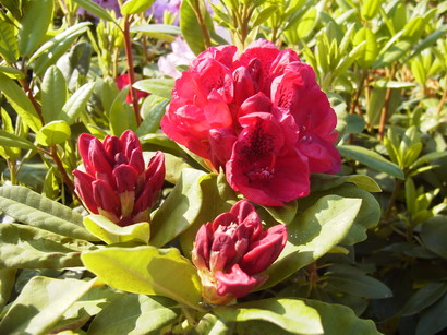 RHODODENDRON hybride Lord Roberts
