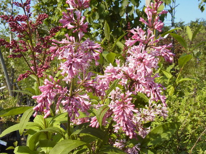 SYRINGA x.prestoniae James Mac Ferlane