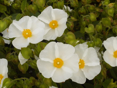 CISTUS x.corbariensis
