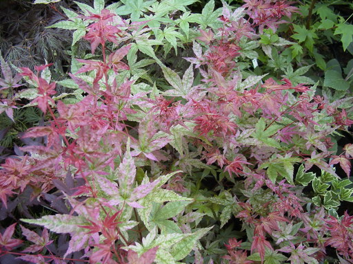 photo ACER palmatum Deshojo