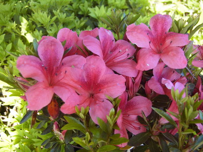 AZALEA japonaise Macrosthemon : floraison de juin. Nº1278