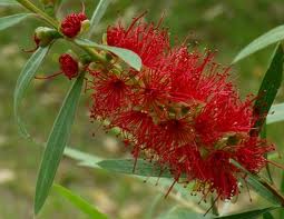 CALLISTEMON viminalis Capitain Cook
