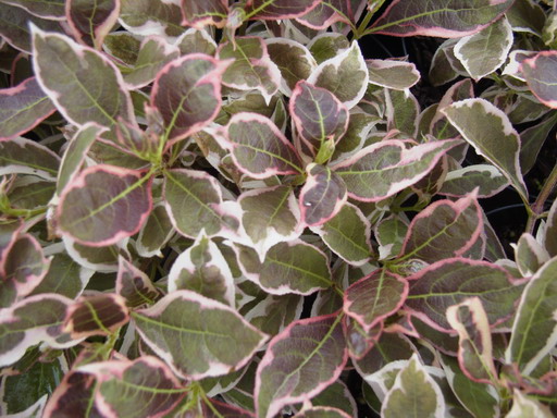 WEIGELIA florida Monet ®