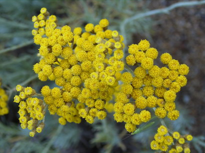 HELICHRYSUM italicum Serotinum