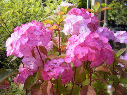 HYDRANGEA serrata Preziosa