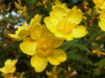 HYPERICUM patulum Hidcote : floraison de juin-juillet. Nº1302