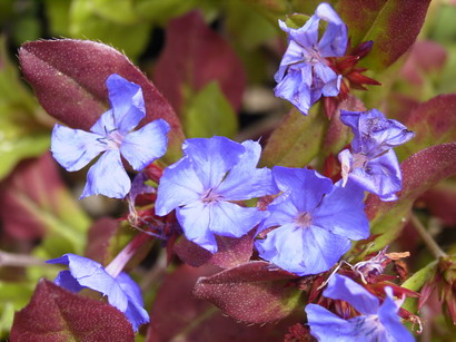 CERATOSTIGMA plumbaginoides